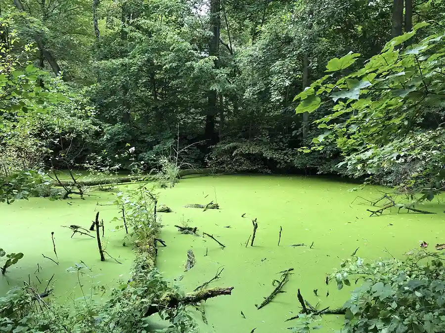 entengruetze im wald