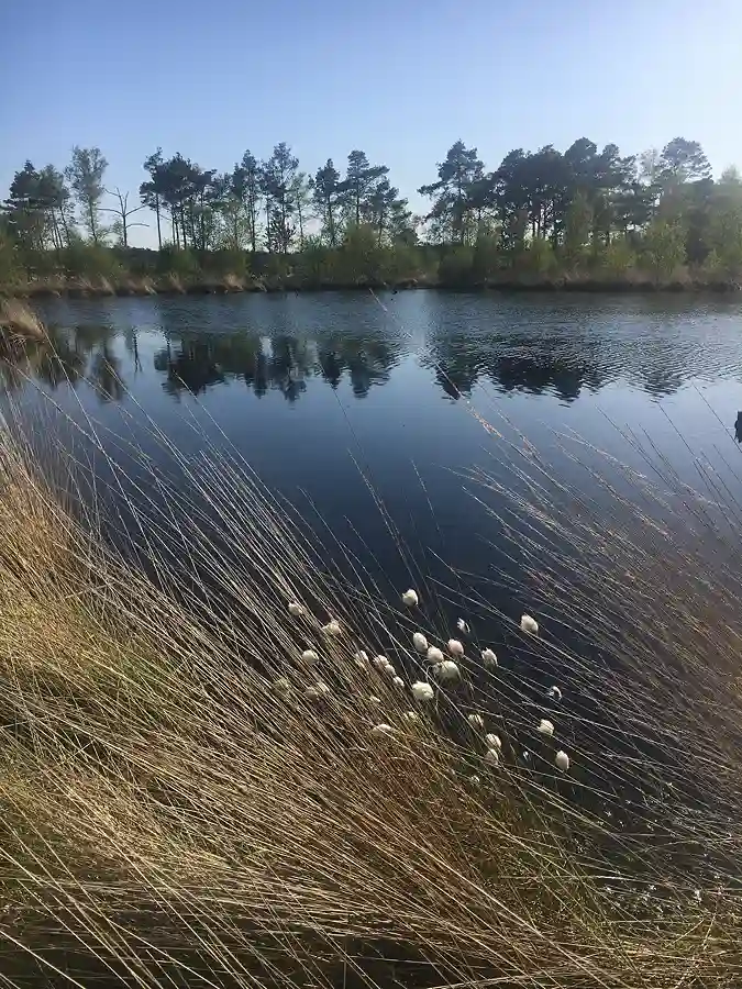 Ein Teich im Pietzmoor