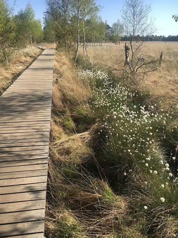 Holzwandersteg im Pietzmoor bei Wollgrasblüte