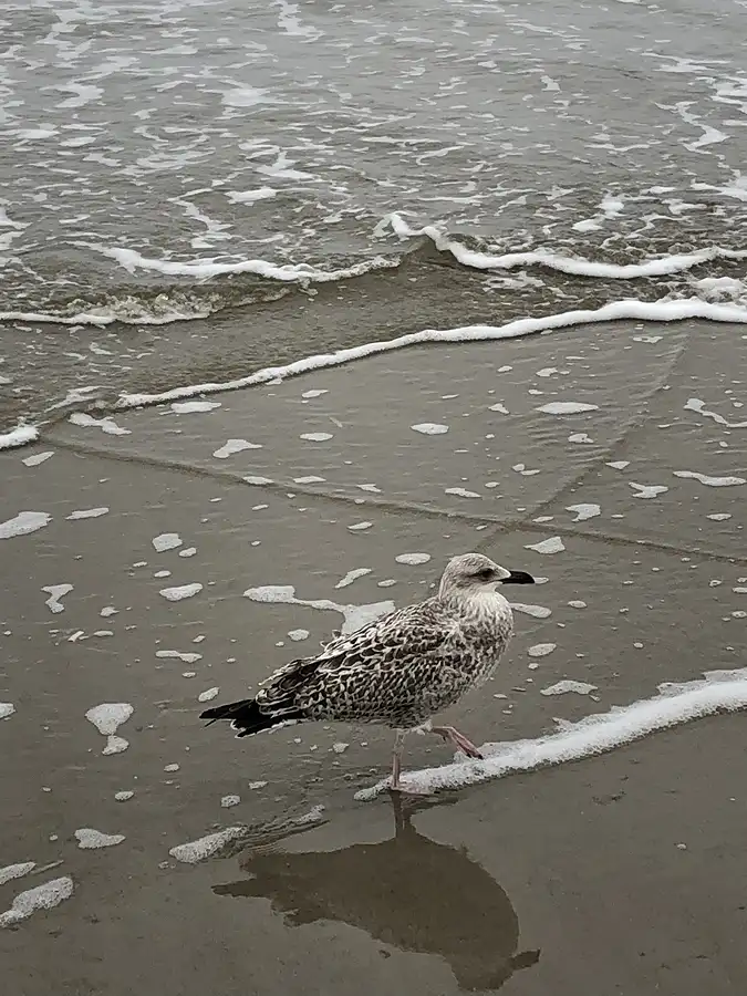 jungmoewe am strand