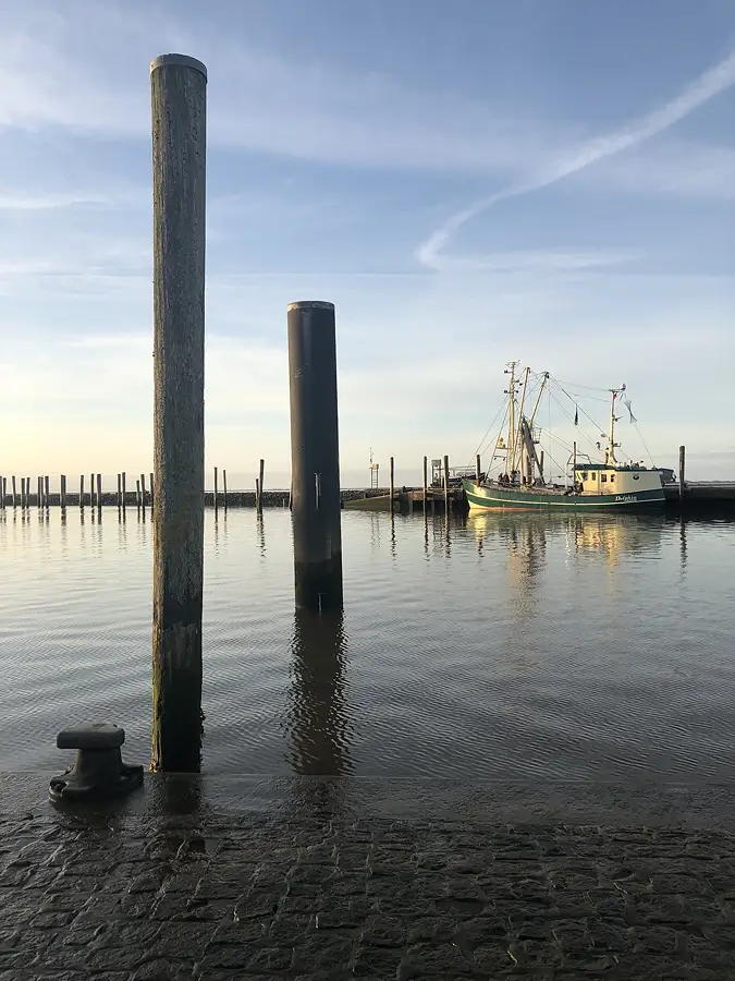 kudder im hafen