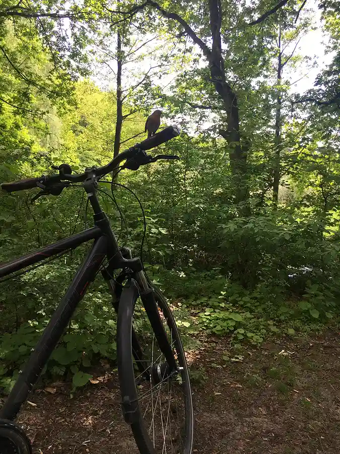 Rotkehlchen auf Fahrradlenker im Hasenburger Wald an der Ilmenau
