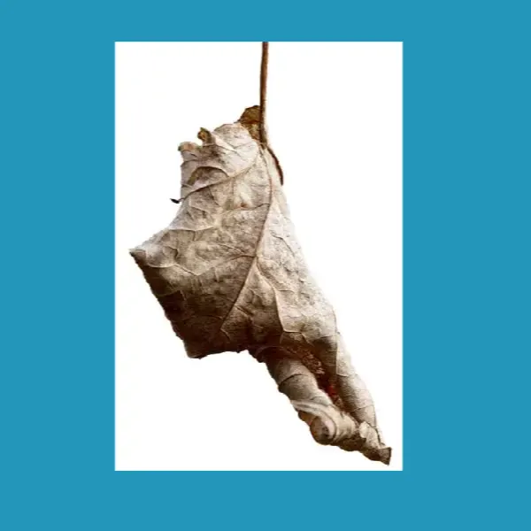 Website-Bilder optimieren, Blatt freigestellt als jpg, mit weißem Hintergrund